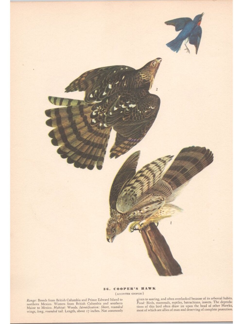 Audubon COOPER'S HAWK Print 1942 Birds of America Plate 36 Vintage Art